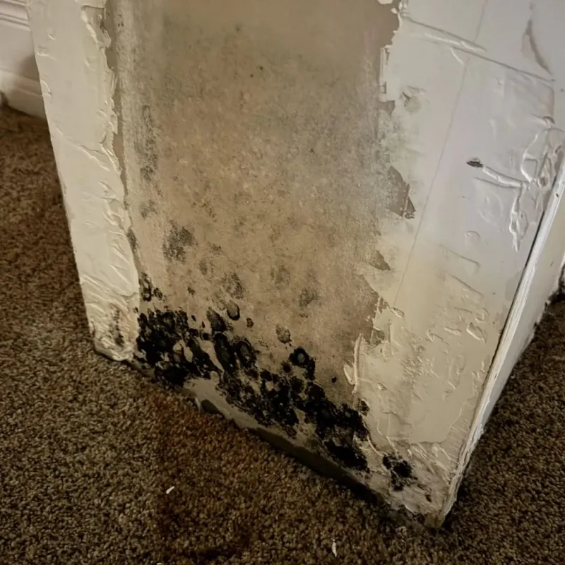 Professional Mold Removal in Frederick, MD
